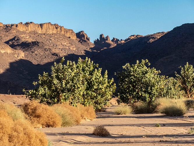 Oued Arrikine, plusieurs calotropis