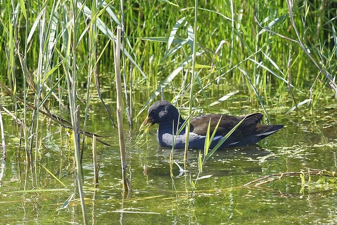 5 jours en Baie de Somme : un séjour très varié autour de Saint-Valéry - La-Corse-a-petits-pas