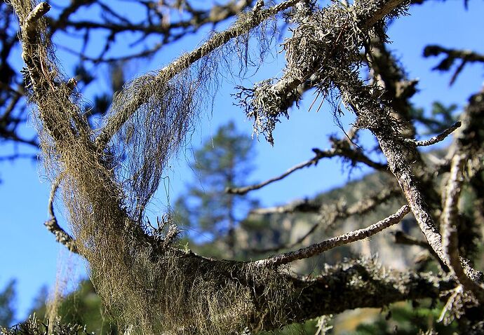 Dans les Hautes Pyrénées, teintes d'automne et blancheur hivernale - jem