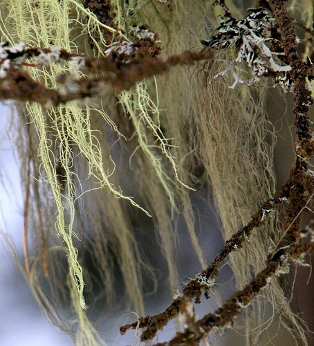 Barbe d arbre