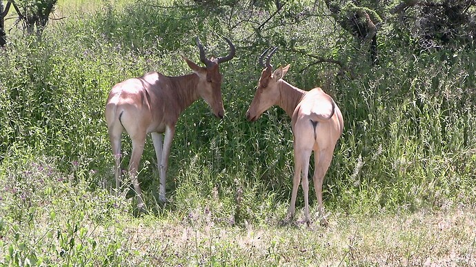 Bubales
