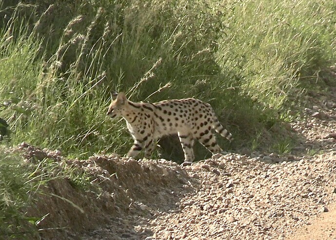 Serval3