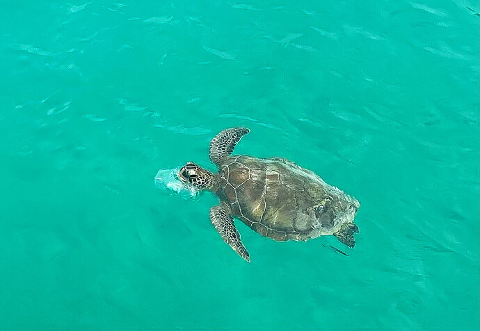 Tortue marine ... vue à Grand Case