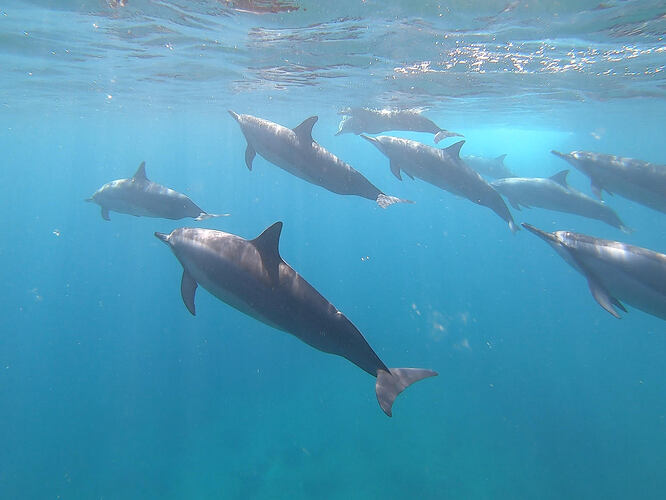 sortie nage dauphin ile maurice