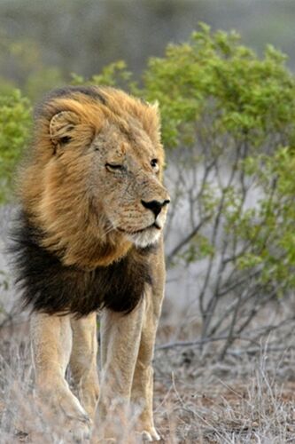 safari dans le Kgalagadi transfrontier park et le kruger national park - marsouin59