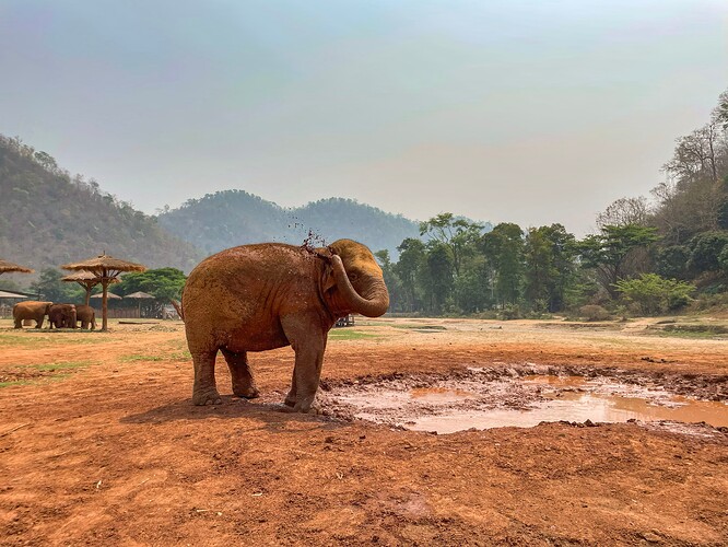 Elephant Nature Park