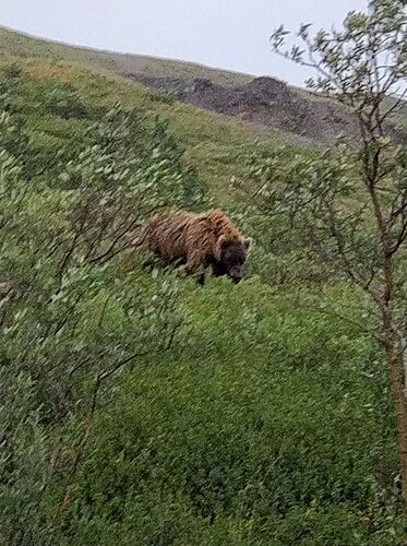 4 semaines en Alaska été 2018 - paly1