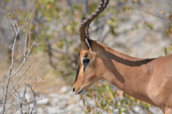namibie (600)