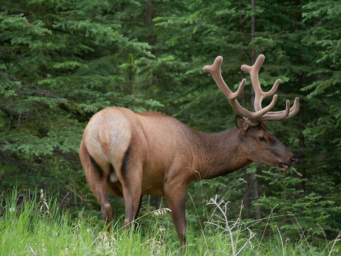 L'Ouest canadien à pleins poumons: épisode 1, les Rocheuses et la chaîne Alberta - fabienne65