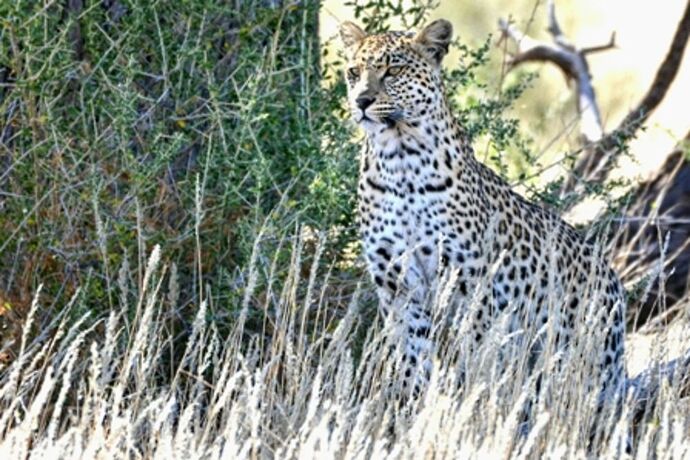 safari dans le Kgalagadi transfrontier park et le kruger national park - marsouin59