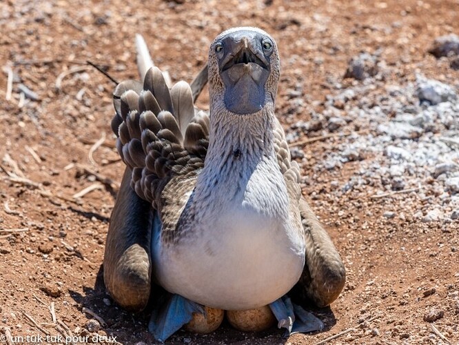12 jours aux Îles Galápagos en autonomie, c'est vraiment merveilleux! - un-tuk-tuk-pour-deux 12 jours aux Îles Galápagos en autonomie, c'est vraiment merveilleux! - un-tuk-tuk-pour-deux