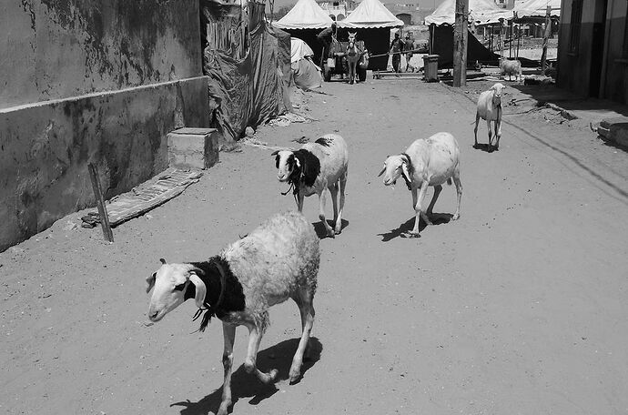 Visages et instantanés du Sénégal, Saint Louis et ses environs ... - fabienne65