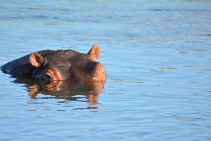 safari dans le Kgalagadi transfrontier park et le kruger national park - marsouin59