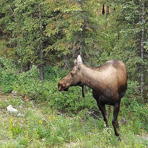 4 semaines en Alaska été 2018 - paly1