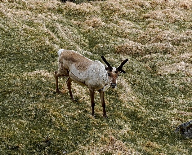 road trip en Islande - rosie31