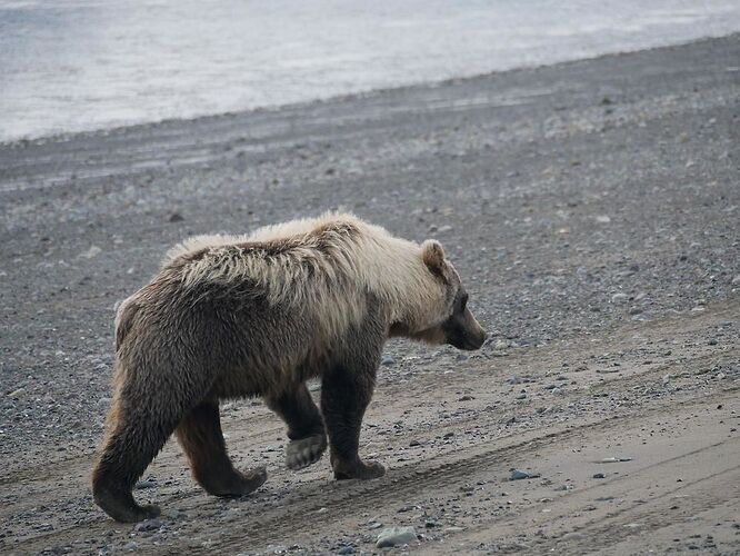 4 semaines en Alaska été 2018 - paly1