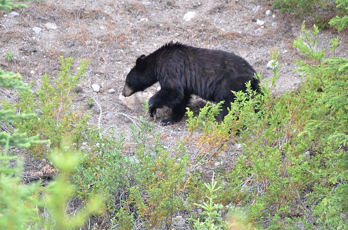 L'Ouest canadien à pleins poumons: épisode 1, les Rocheuses et la chaîne Alberta - fabienne65