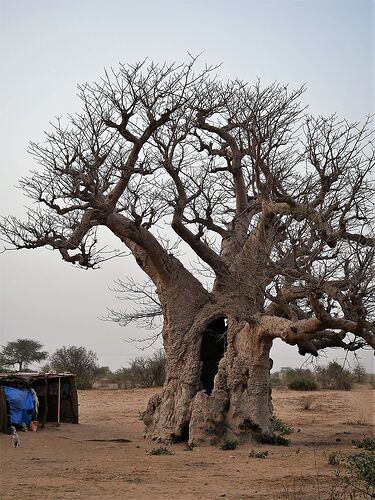 Visages et instantanés du Sénégal, Saint Louis et ses environs ... - fabienne65