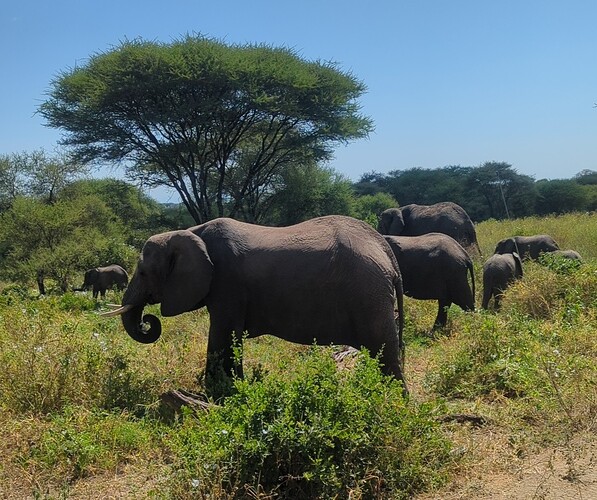 3- 3ème jour Parc du Tarangire 17.06 (37)