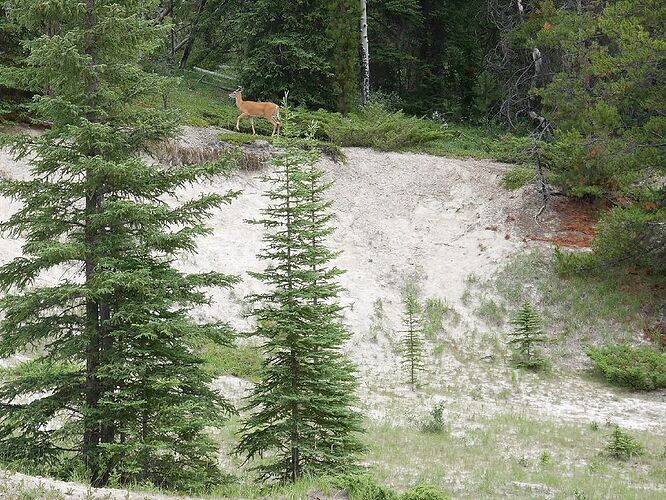 L'Ouest canadien à pleins poumons: épisode 1, les Rocheuses et la chaîne Alberta - fabienne65