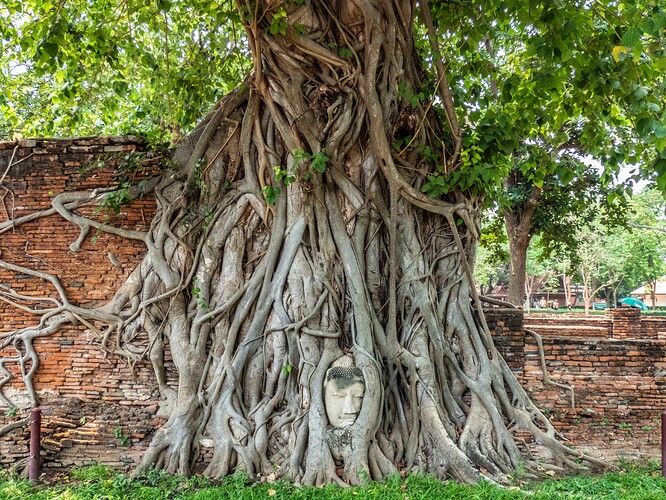 Tête de Bouddha dans l'arbre de la Bodhi