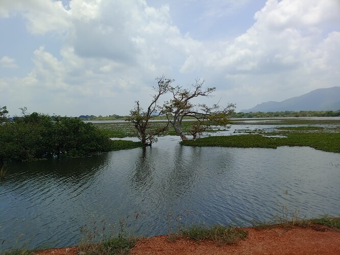 sri lanka chauffeur