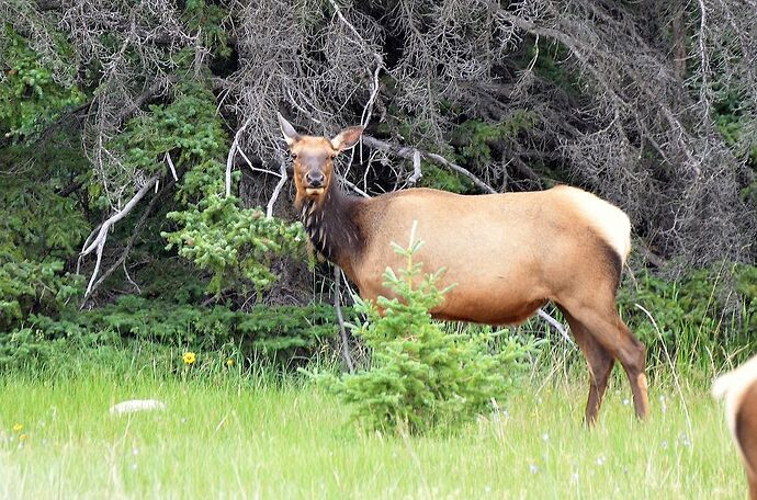 L'Ouest canadien à pleins poumons: épisode 1, les Rocheuses et la chaîne Alberta - fabienne65