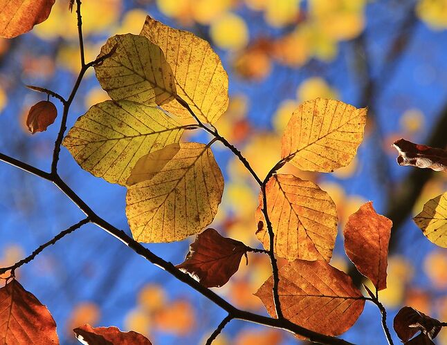 Dans les Hautes Pyrénées, teintes d'automne et blancheur hivernale - jem