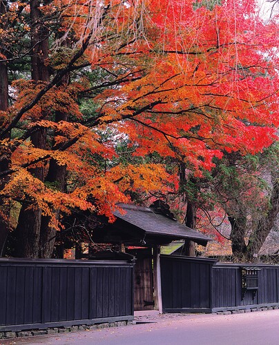 1440_Kakunodate Samurai District Autumn Foliage