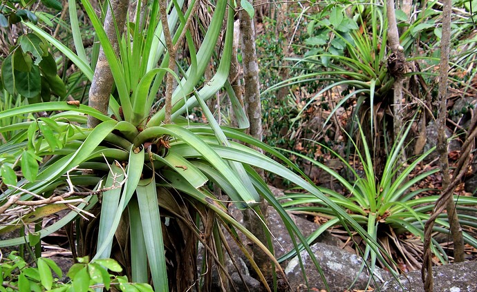 Ananas sauvage