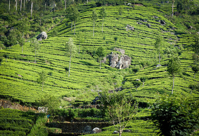 Ayubowan, Sri Lanka - rosie31 Ayubowan, Sri Lanka - rosie31