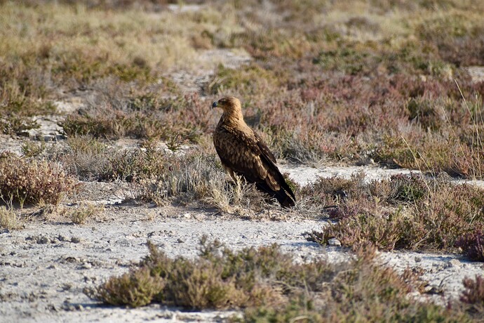 Aigle des steppes