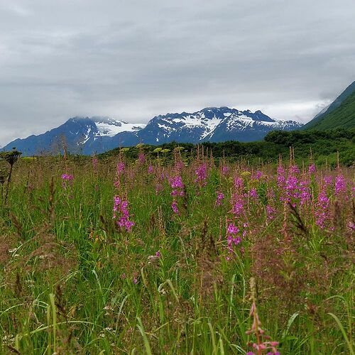 4 semaines en Alaska été 2018 - paly1