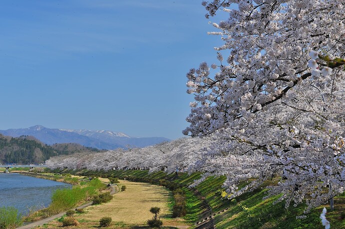 03桧木内川堤の桜並木