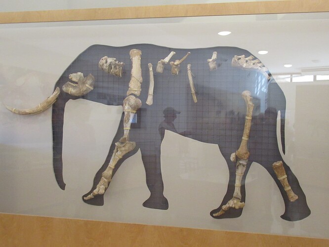 Musée des éléphants