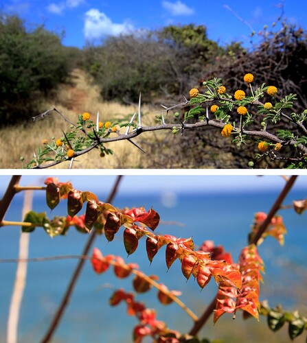 Entre épines et feuilles en forme de "coeurs" ...