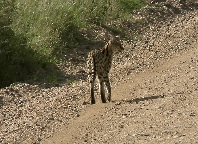 Serval2