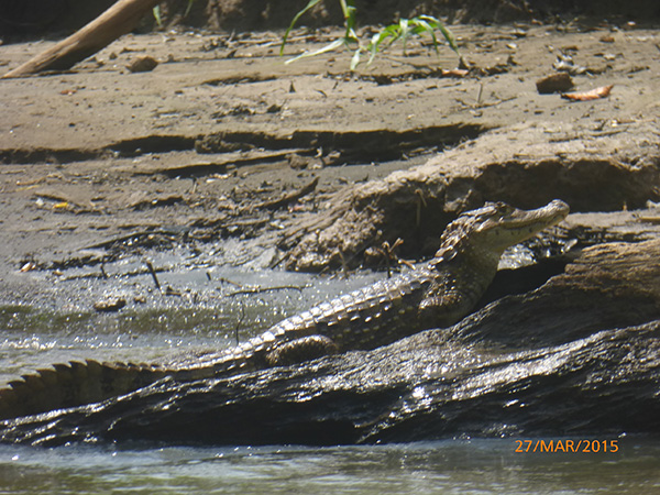 un caïman de Tortuguero - Agadine