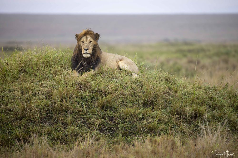 Masai Mara : Half Tail - rjulie95
