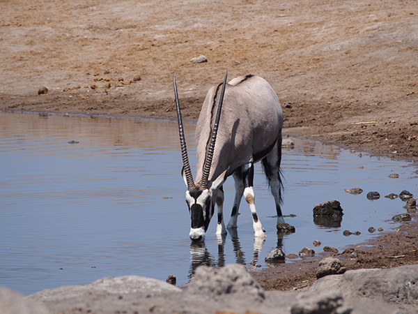 Retour de 3 semaines Chutes Victoria-Botswana-Namibie - drcarter