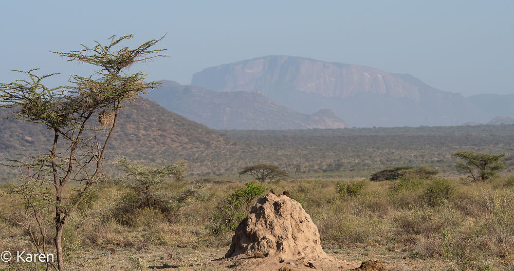 Re: Karibu Kenya février 2022 - Karen56