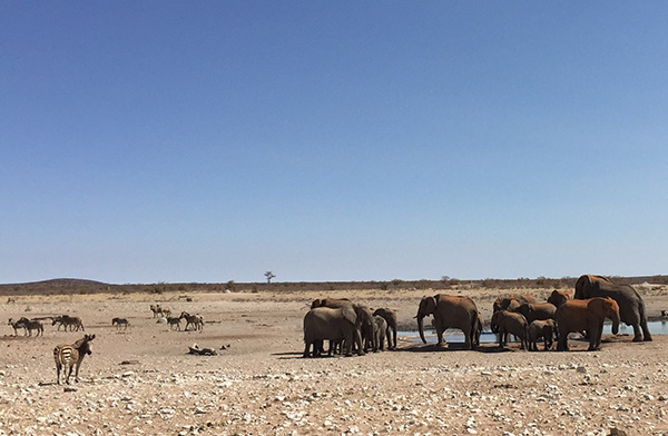 Voyage Namibie et Botswana 4 semaines sans réservations - Morchella