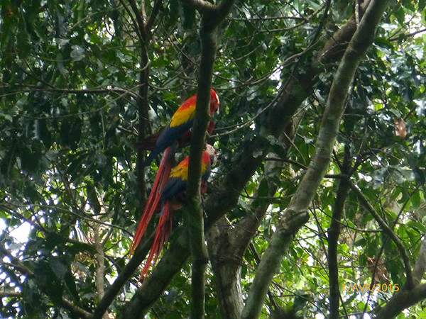 Le Parc National de Carara - Agadine