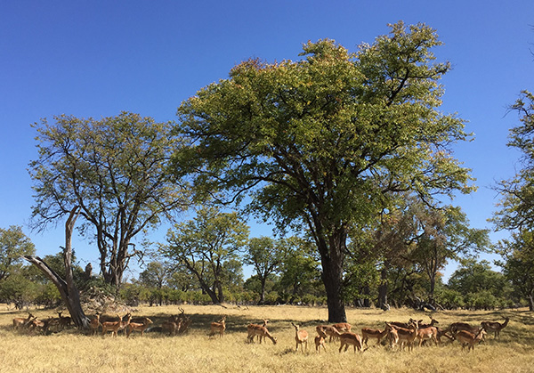 Voyage Namibie et Botswana 4 semaines sans réservations - Morchella