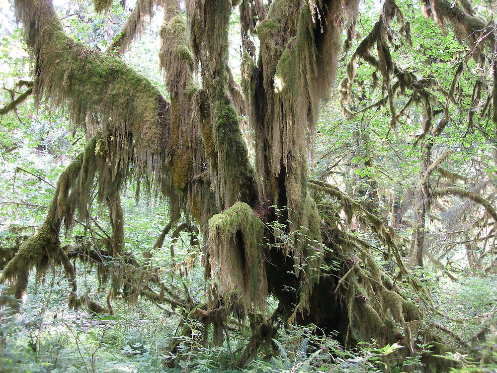 les arbres  - Hiacinthe