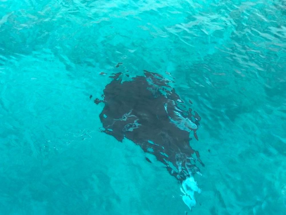 Maldives Snorkeling - Juin - Baa Atoll - Mantas saison - Hanifaru - Philomaldives Guide Safaris