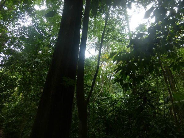 Le Parc National de Carara - Agadine