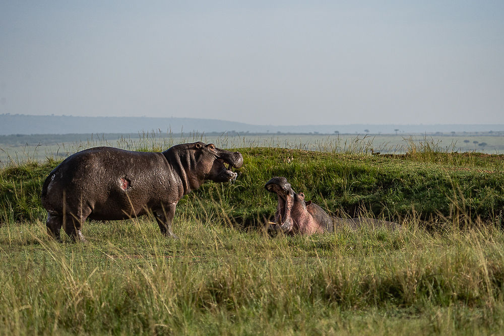 Re: Parenthèse enchantée au Masaï Mara chez Melting Pot Safaris - Mattsupertramp