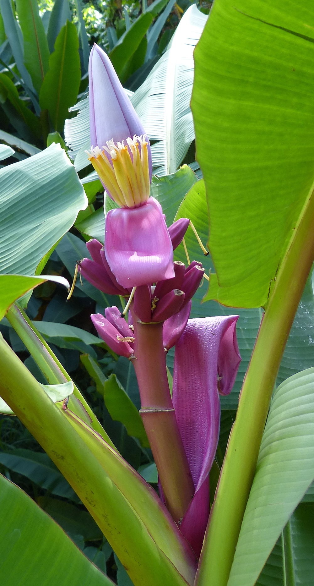 Musée de la banane - Madikéra