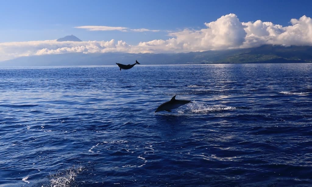 Copie de Dophins Açores V1